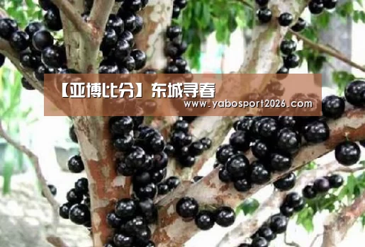 【亚博比分】东城寻春(图2) 亚博赛事